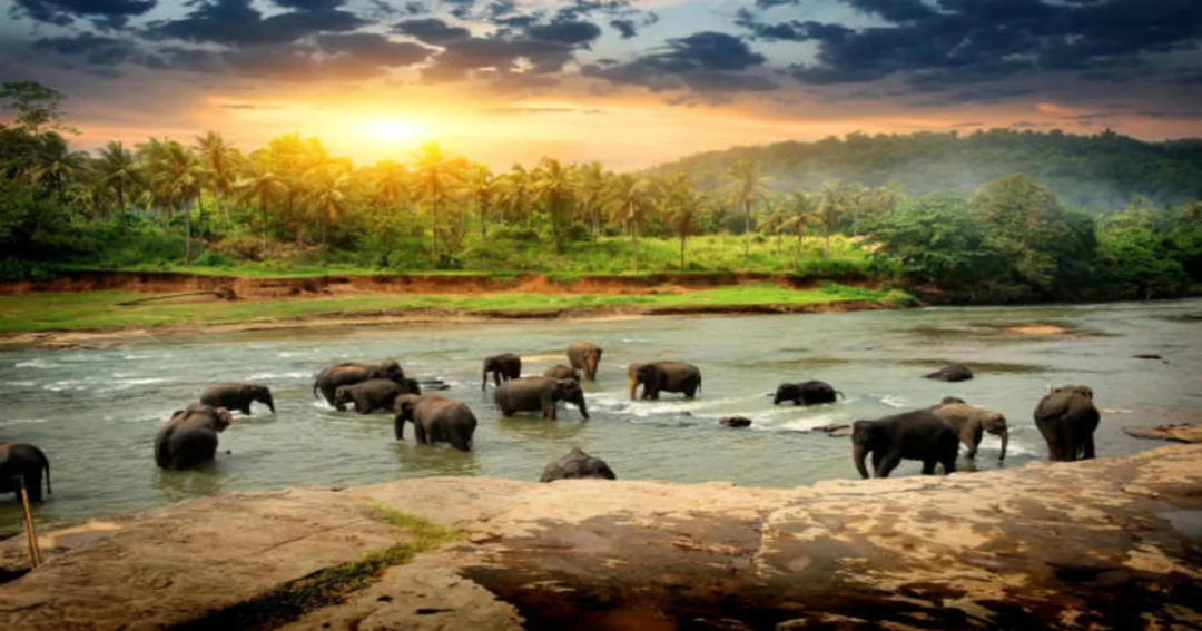 Wildlife Sanctuaries in India