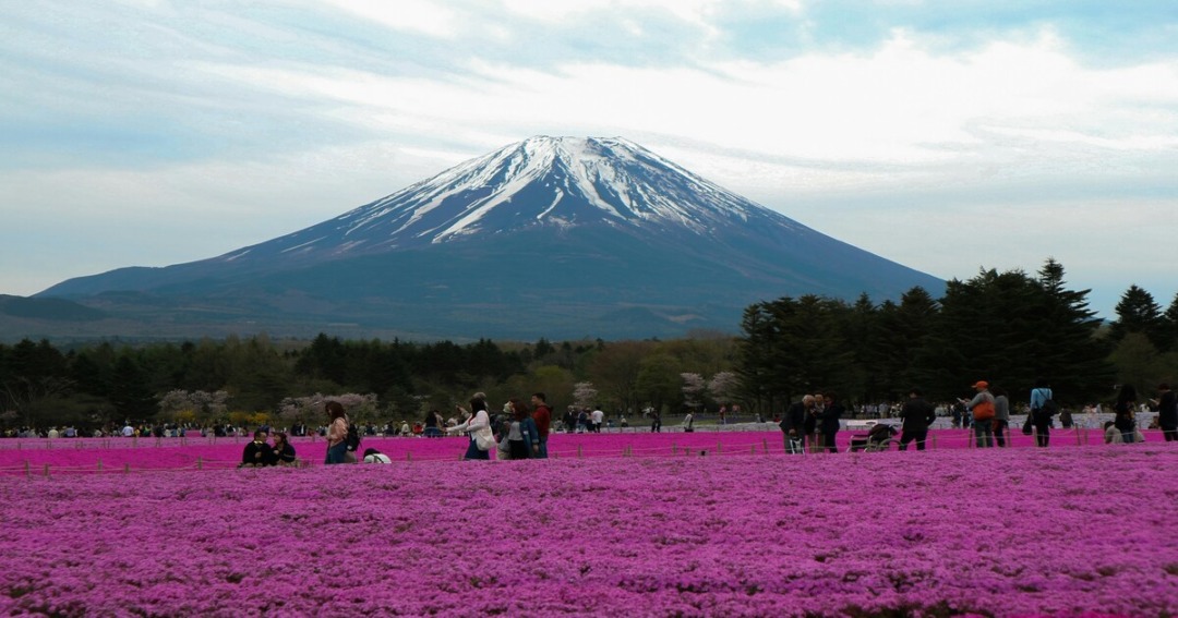 Japanâ€™s Cherry Blossoms in 2025